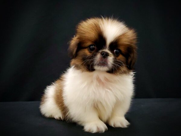 Pekingese-DOG-Female-White / Fawn-21401-Petland Scottsdale, Arizona