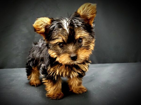 Yorkshire Terrier-DOG-Female-Black / Tan-21403-Petland Scottsdale, Arizona