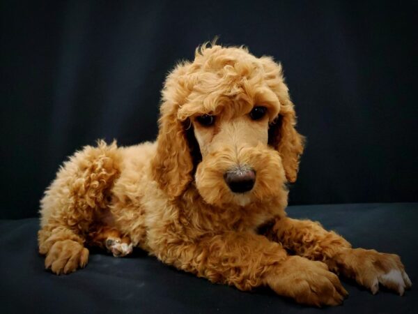 Standard Poodle-DOG-Male-Red-21402-Petland Scottsdale, Arizona