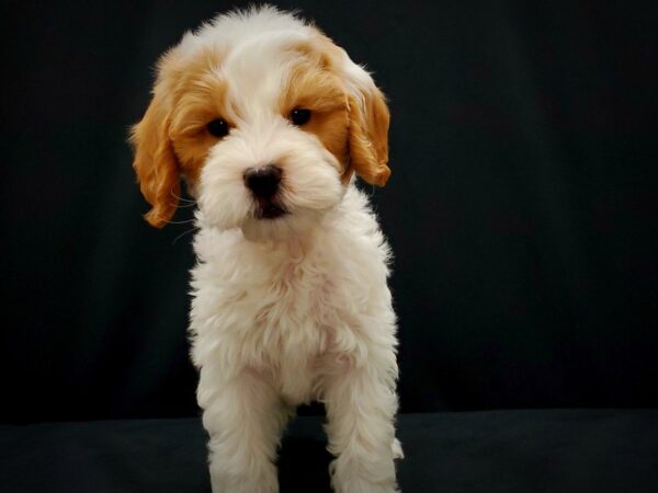 F1B Mini Goldendoodle-DOG-Female-Red / White-21406-Petland Scottsdale, Arizona