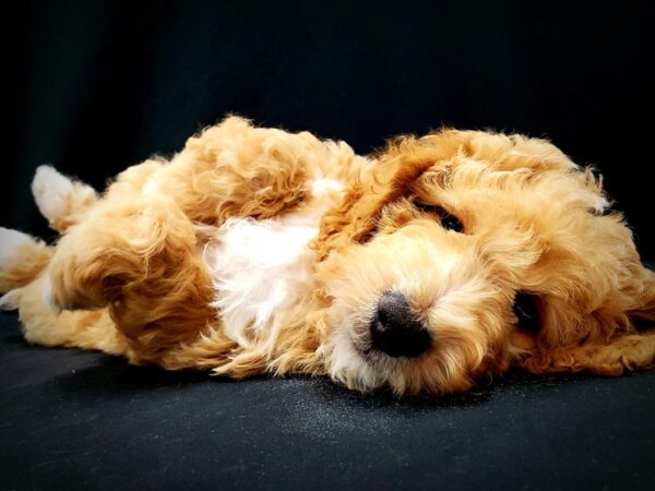 F1B Mini Goldendoodle-DOG-Male-Apricot-21407-Petland Scottsdale, Arizona