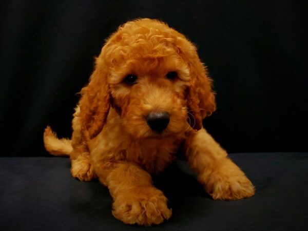 F1B Goldendoodle-DOG-Male-Golden-21408-Petland Scottsdale, Arizona