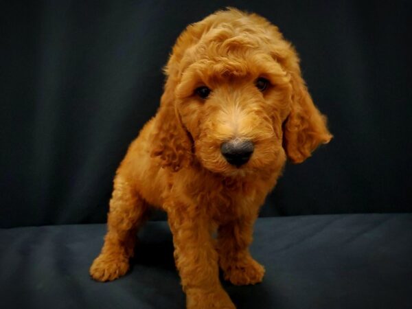 F1B Goldendoodle-DOG-Male-Golden-21409-Petland Scottsdale, Arizona