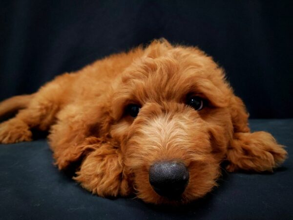 F1B Goldendoodle-DOG-Female-Golden-21410-Petland Scottsdale, Arizona