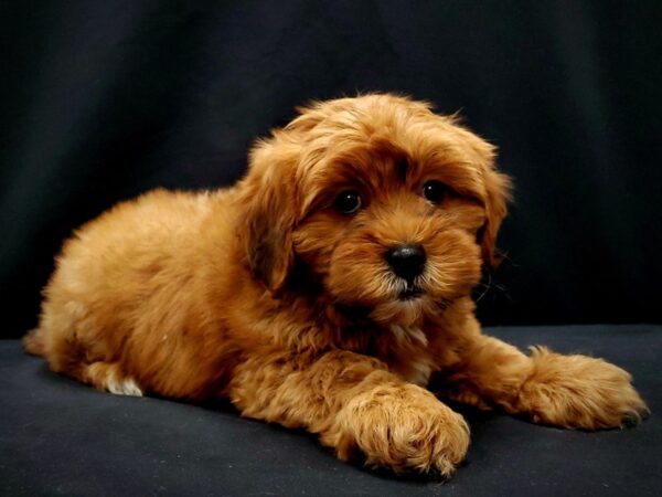 Poodle/Shih Tzu-DOG-Male--21412-Petland Scottsdale, Arizona