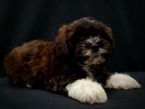 Poodle/Shih Tzu-DOG-Male--21411-Petland Scottsdale, Arizona