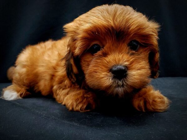 Poodle/Shih Tzu-DOG-Female--21414-Petland Scottsdale, Arizona