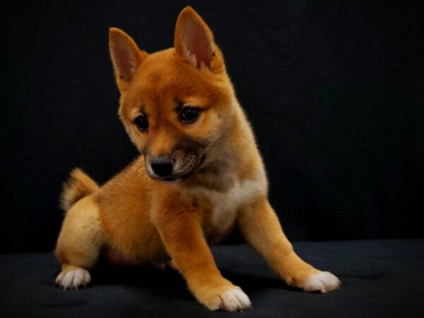 Shiba Inu-DOG-Female-Red-21424-Petland Scottsdale, Arizona