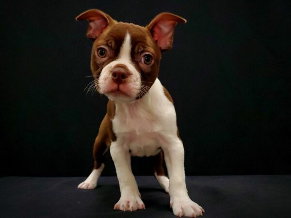 Boston Terrier-DOG-Male-Seal and White-21429-Petland Scottsdale, Arizona