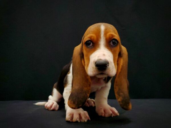 Basset Hound-DOG-Female-Black Brown and White-21428-Petland Scottsdale, Arizona