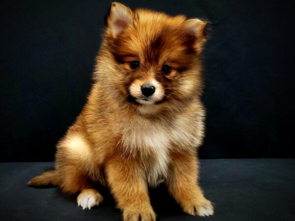 Pomeranian-DOG-Female-Orange Sable-21420-Petland Scottsdale, Arizona