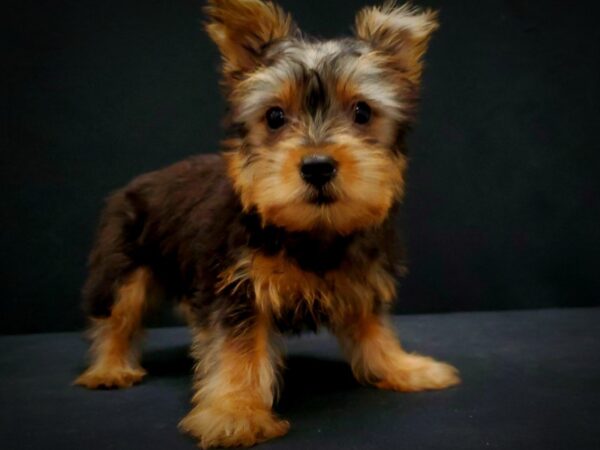 Silky Terrier-DOG-Female-Black and Tan-21425-Petland Scottsdale, Arizona