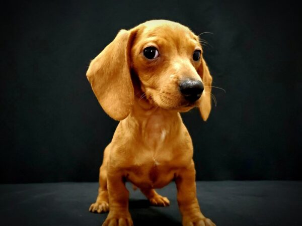 Dachshund-DOG-Male-Red-21415-Petland Scottsdale, Arizona