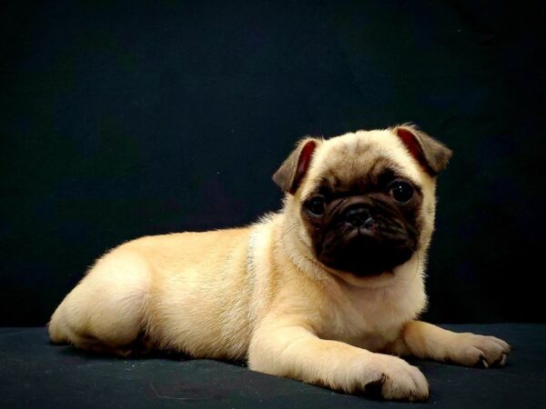 Pug-DOG-Male-Fawn-21421-Petland Scottsdale, Arizona