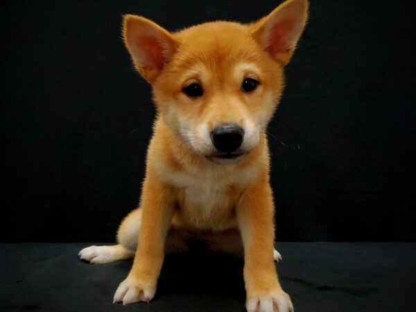 Shiba Inu-DOG-Female-Red-21423-Petland Scottsdale, Arizona
