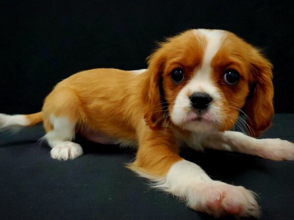 Cavalier King Charles Spaniel-DOG-Male-Blenheim-21431-Petland Scottsdale, Arizona