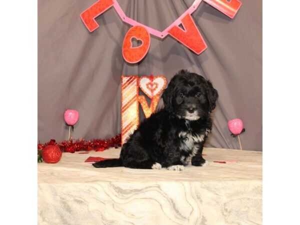 F1 Mini Golden Doodle-DOG-Female-Black-21442-Petland Scottsdale, Arizona