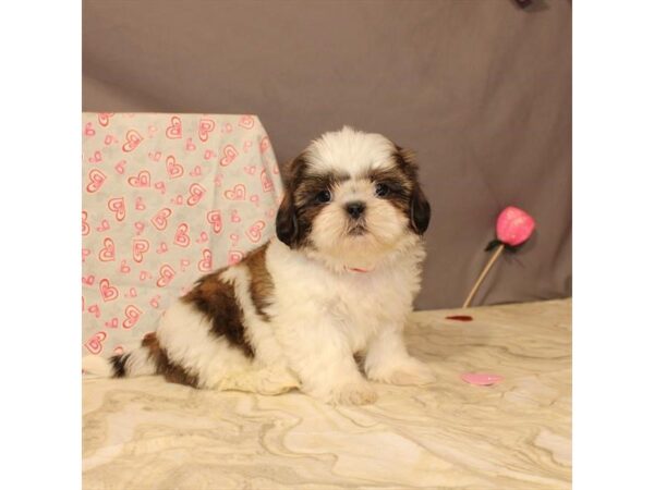Shih Tzu-DOG-Female-White / Chocolate-21437-Petland Scottsdale, Arizona