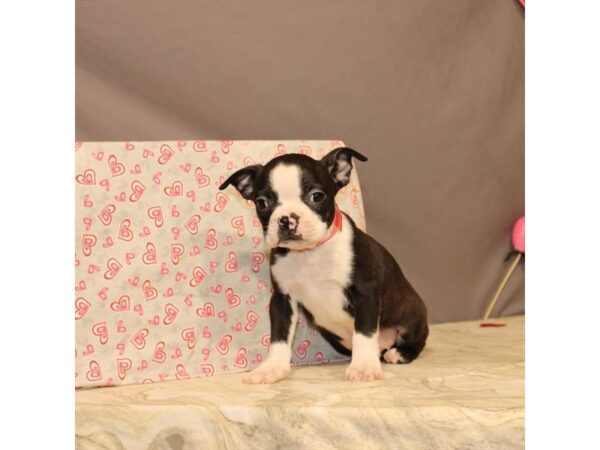 Boston Terrier-DOG-Male-Black-21433-Petland Scottsdale, Arizona