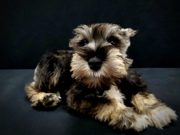 Miniature Schnauzer-DOG-Male-Black and Silver-21419-Petland Scottsdale, Arizona
