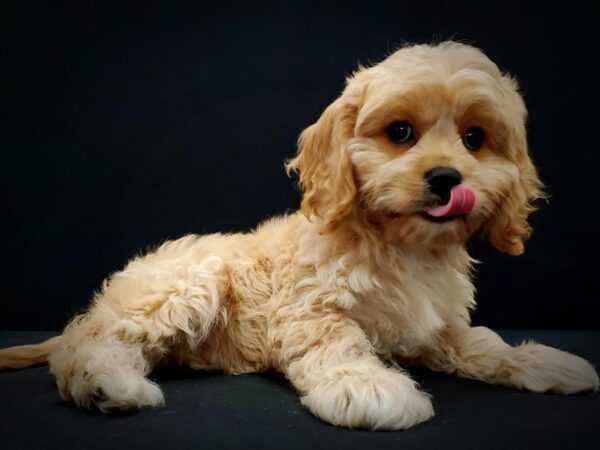 Bichon Frise/Cavalier King Charles Spaniel-DOG-Male-Cream-21432-Petland Scottsdale, Arizona