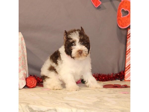 Miniature Schnauzer/Poodle-DOG-Female-White / Chocolate-21441-Petland Scottsdale, Arizona
