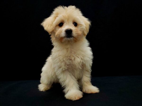 Mix-DOG-Male-Cream-21427-Petland Scottsdale, Arizona