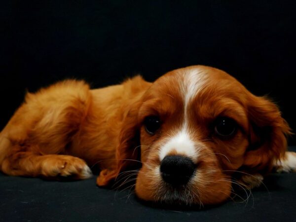 Cavalier King Charles Spaniel-DOG-Male-Ruby-21430-Petland Scottsdale, Arizona