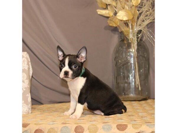 Boston Terrier-DOG-Female-Black Brindle-21434-Petland Scottsdale, Arizona