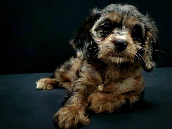 Cavalier King Charles Spaniel/Poodle-DOG-Female-Blue Merle-21440-Petland Scottsdale, Arizona