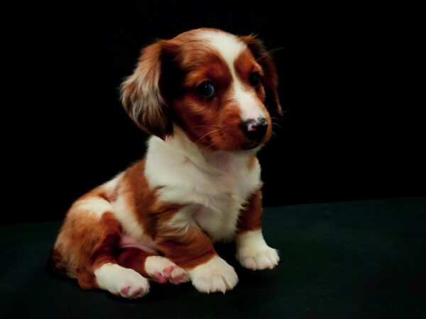 Dachshund-DOG-Male-Red-21435-Petland Scottsdale, Arizona