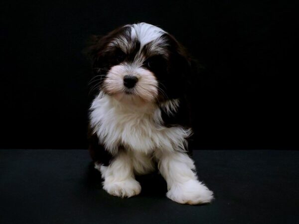 Havanese-DOG-Male-Black and White-21416-Petland Scottsdale, Arizona