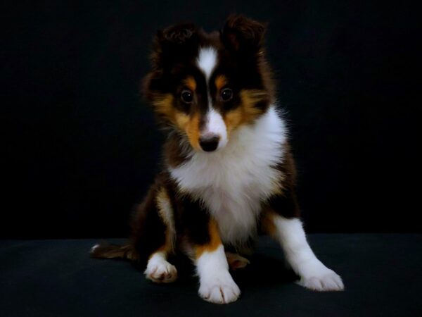 Shetland Sheepdog-DOG-Male-Black White and Tan-21422-Petland Scottsdale, Arizona
