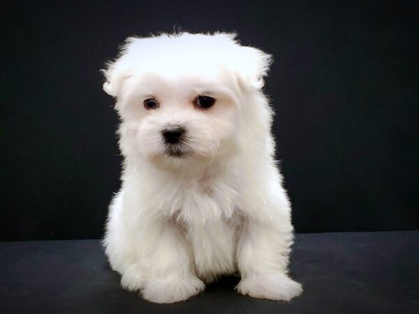 Maltese-DOG-Male-White-21418-Petland Scottsdale, Arizona