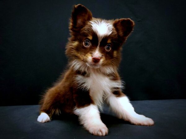 Miniature Australian Shepherd-DOG-Male-Red-21426-Petland Scottsdale, Arizona