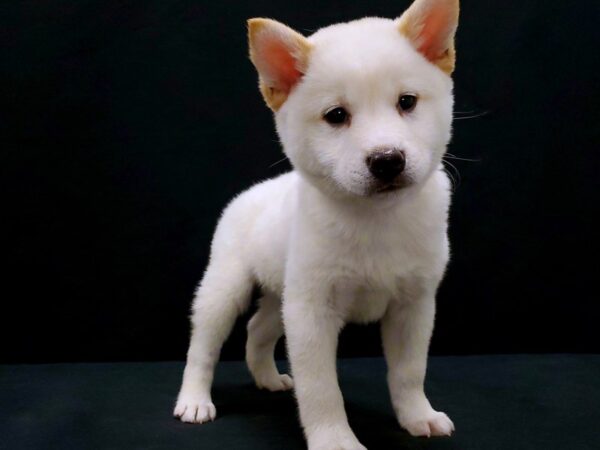 Shiba Inu-DOG-Male-Cream-21436-Petland Scottsdale, Arizona