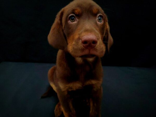 Labrador Retriever-DOG-Male-Brown-21443-Petland Scottsdale, Arizona