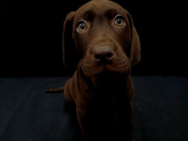 Labrador Retriever-DOG-Male-Chocolate-21417-Petland Scottsdale, Arizona