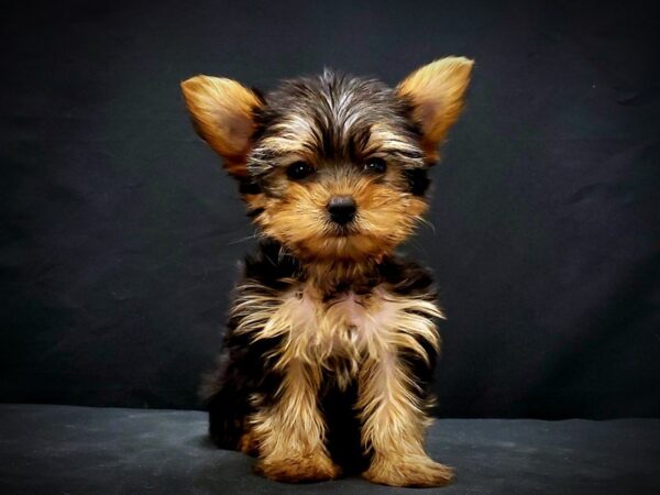Yorkshire Terrier-DOG-Female-Black / Tan-21438-Petland Scottsdale, Arizona