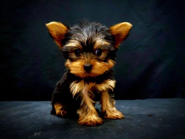 Yorkshire Terrier-DOG-Female-Black / Tan-21439-Petland Scottsdale, Arizona