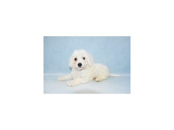 Bichon Frise-DOG-Female-White-21449-Petland Scottsdale, Arizona
