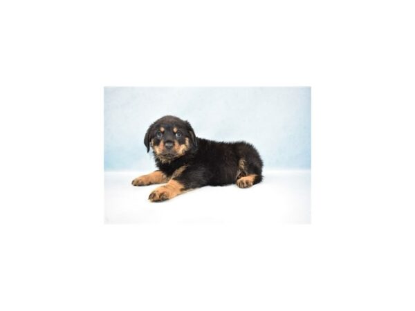 Rottweiler-DOG-Male-Black and Rust-21457-Petland Scottsdale, Arizona