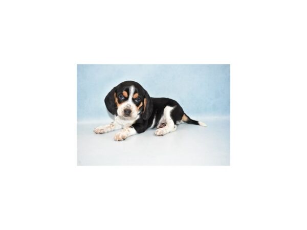 Beagle-DOG-Female-Black Tan and White-21448-Petland Scottsdale, Arizona