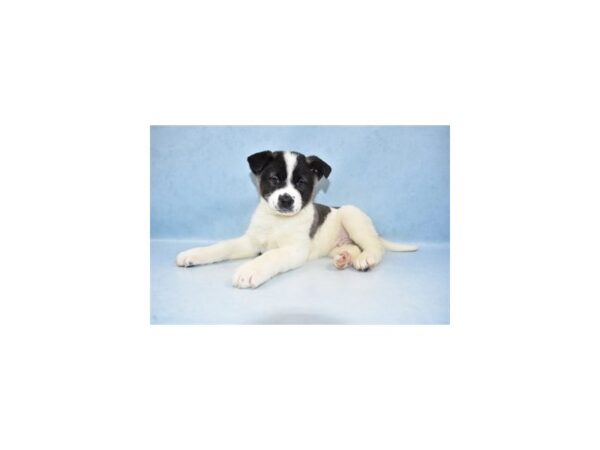 Akita-DOG-Male-Fawn and White-21444-Petland Scottsdale, Arizona