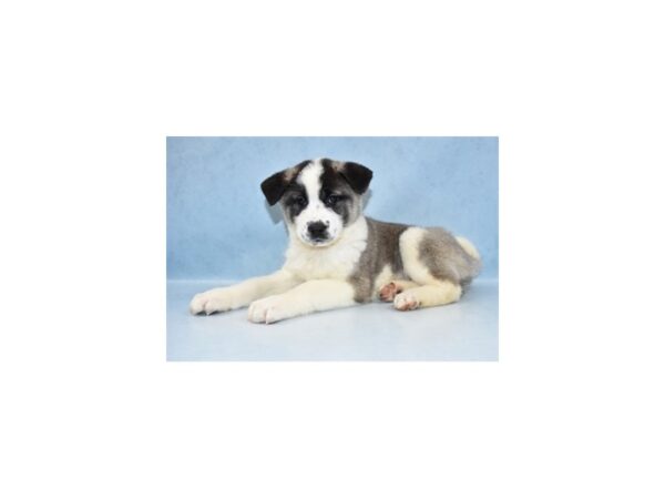 Akita-DOG-Female-Fawn-21445-Petland Scottsdale, Arizona