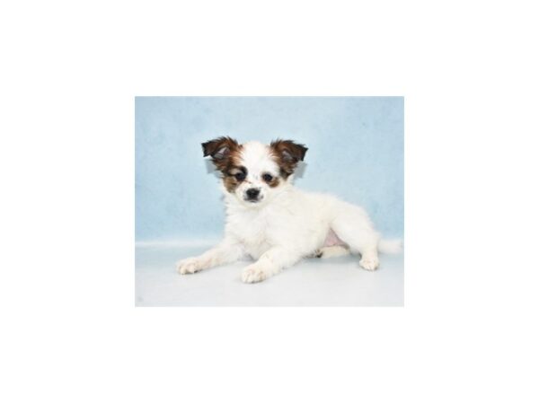 Papillon-DOG-Female-White and Sable-21455-Petland Scottsdale, Arizona