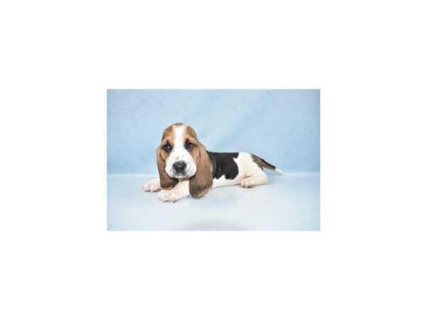 Basset Hound-DOG-Male-Black Brown and White-21447-Petland Scottsdale, Arizona