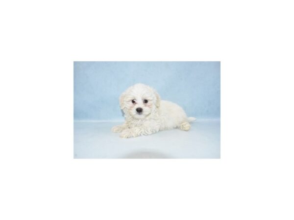 Coton De Tulear-DOG-Male-White-21458-Petland Scottsdale, Arizona