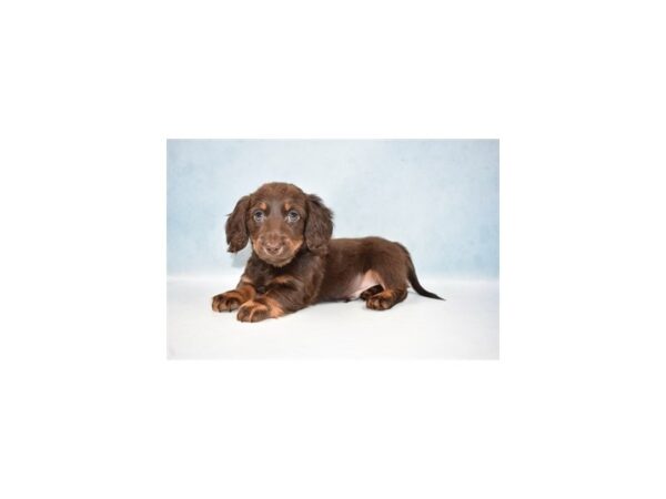 Dachshund-DOG-Male-Chocolate and Tan-21452-Petland Scottsdale, Arizona