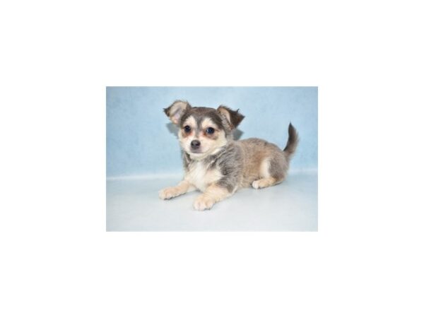 Chihuahua-DOG-Male-Blue and Tan-21451-Petland Scottsdale, Arizona